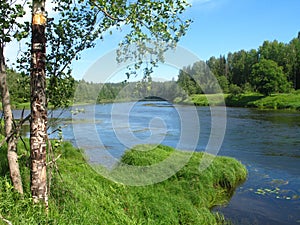 Birch tree on the bank of the river in summer late morning sunny day.