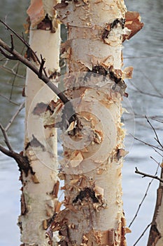 Birch Tree bark