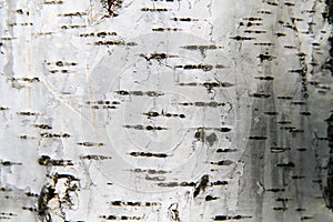 Birch tree bark background