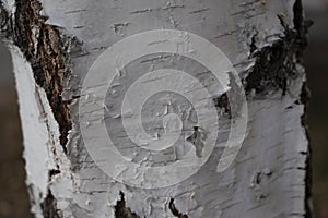 Birch tree bark close up