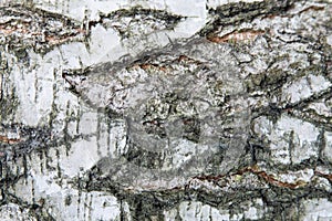 Birch tree bark close up texture