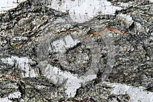 Birch tree bark close up texture