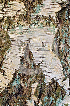 Birch Tree Bark With Cracks in X Shape