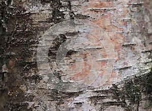 Birch tree bark detail - forest edition