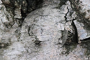 Birch tree bark detail - forest edition