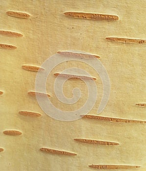 Birch Tree Bark Pattern - Portait