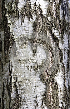 Birch tree bark structure natural background background