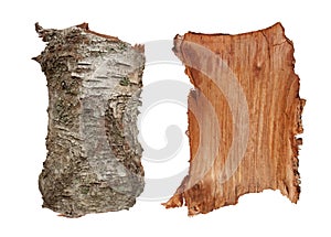 Birch tree bark texture photo