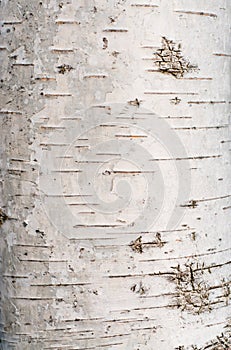 Birch tree bark texture