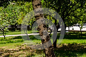 Birch tree bark texture