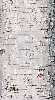 Birch tree bark texture