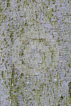 Birch Tree Bark Texture Background