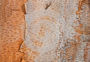 Birch tree bark texture background