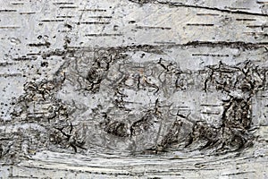 Birch Tree Bark Texture Close Up