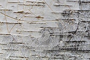 Birch Tree Bark Texture Close Up