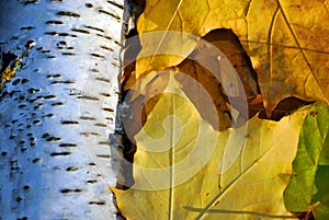 Birch tree bark texture close up macro detail and yellow maple leaves