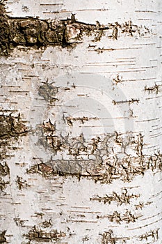 Birch tree bark texture