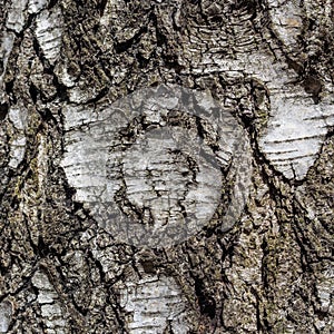 Birch tree bark texture natural background
