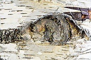Birch tree bark texture