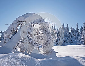 Birch tree bent under heavy snow