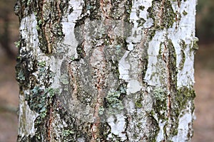 Birch tree with black and white birch bark