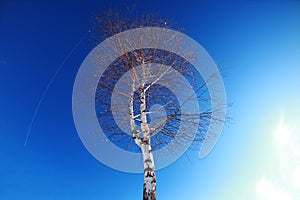 Birch tree on blue sky