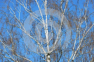 Birch tree in the blue sky in early springtime..