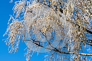 Birch tree branch with hoarfrost on the last green and orange leaves on a cold sunny winter day with blue sky.