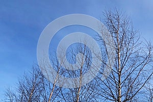 Birch tree branches above blue sky