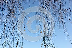 Birch tree branches and blue sky in winter