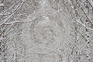 Birch tree branches covered with snow