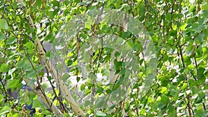 Birch tree branches with foliage blown by wind in spring
