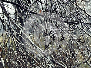 Birch tree branches with morning dew, Lithuania