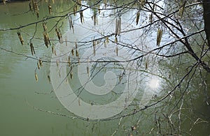 Birch tree branches with young spring clusters of catkins hanging over the water of river with sun sparkling, green leaves