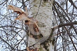 Birch tree with broken branch. Close-up of birch bark. Damaged old tree bark. A wound on a wooden surface from a broken branch