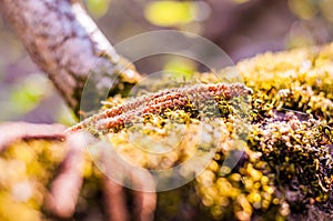 Birch tree catkins falling down and laying down on the mossy ground