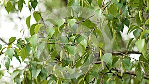 Birch tree catkins in spring in gusty wind with green lush foliage