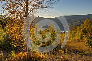 Birch Tree on Catskills Reservoir