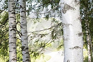 Birch Tree