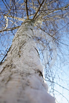 Birch tree. Closeup trunk and bare branches in blue sky