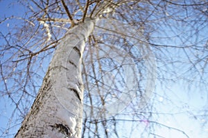 Birch tree. Closeup trunk and bare branches in blue sky. Sunny day