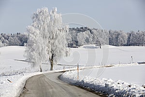 Birch tree covered with hoarfrost