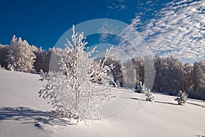 Birch tree covered with hoarfrost