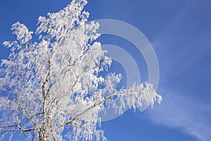 Birch tree covered by hoarfrost in the winter.