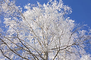 Birch tree covered by hoarfrost in the winter