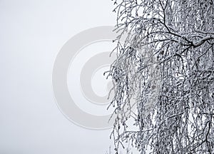 Birch tree covered by snow