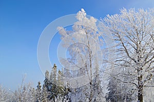 Birch tree covered by snow and hoarfrost