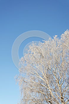 Birch tree crown covered with hoarfrost