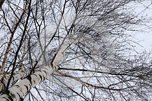 Birch tree crown of the trunk rushes up