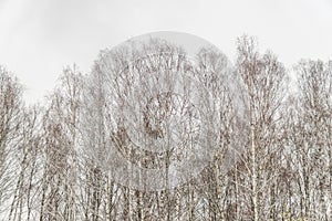 Birch tree crowns on gloomy sky background. Winter landscape